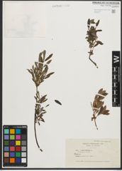 Foto von Salix purpurea L. x Salix repens L.